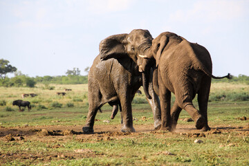 Elephant bulls fighting