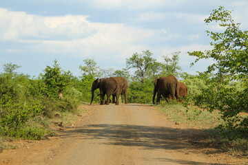 Fototapeta na wymiar herd of elephants crossing the road before moving into the mopani trees