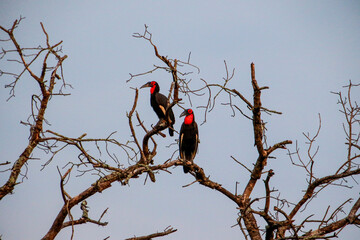 two southern ground hornbills sitting in a tree
