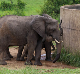 Fototapeta premium elephants herd at a watering point and baby elephant can't reach