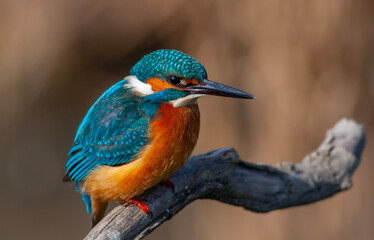 colorful bird spying on its prey on dry branch,Common Kingfisher, Alcedo atthis