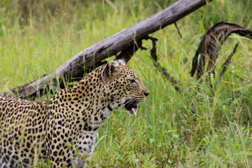 leopard with broken tooth in the grass