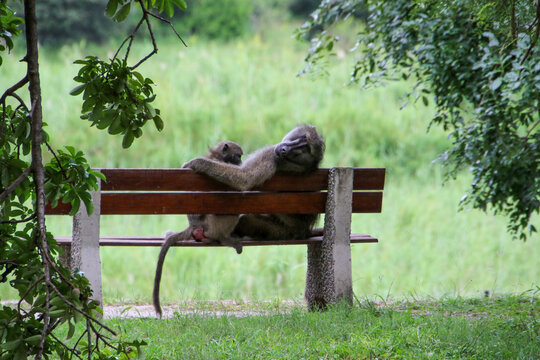 baboons resting on a park bench