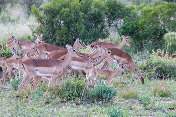 group of impala 