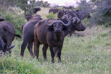 african buffalo in the wild