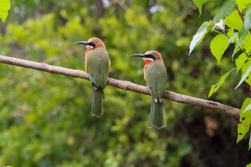 two white-fronted bee-eaters sitting on a branch