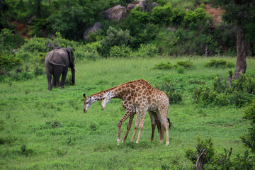 Naklejka na ściany i meble two young male giraffe engaging in a fight