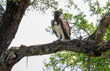Martial Eagle perched on a branch in a tree