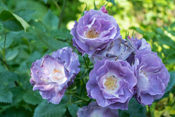 Purple color Floribunda Rose Burgundy Ice flowers in a garden