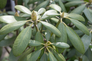 Close up rhododendron plant with nice yellow bud of flower, not opened. Gardening spring hobby