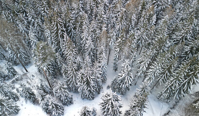 flight over spruce forest in winter. snowy road in taiga. the wind moves the undulating forest. gusts of wind threaten to break branches and entire trees if they are loaded with a lot of snow.