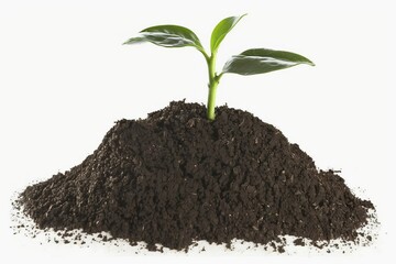 young plant in soil