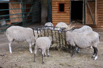 Gray sheeps are eating hay in the black food trough. Domestic animals