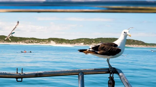 Kelp Gull balancing on stainless steel railing of boat rocking in ocean