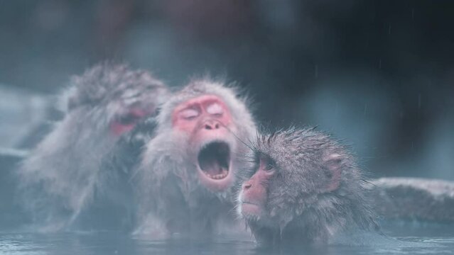 Snow Monkey Yawning in Snow Monkey Park, Jigokudani Yaen Koen, Japan: Closeup of Face in Hot Spring Slow Motion Video