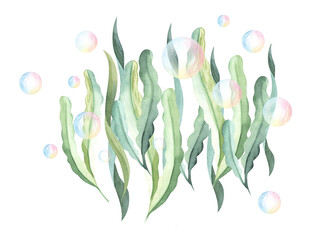 Seaweed composition algae seaweed underwater. watercolor illustration © Elena