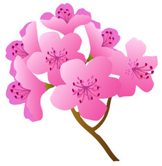 
Pink azalea blossoms, typical spring flowers in April, 4월의 대표적인 봄꽃인 분홍색 진달래 꽃송이
