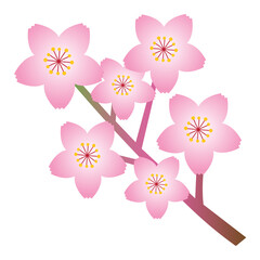 Cherry blossoms, representative spring flowers of April, 
4월의 대표적인 봄꽃 벚꽃송이들