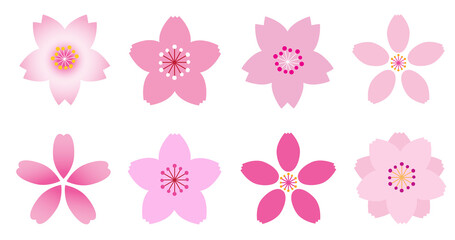 Cherry blossoms, representative spring flowers of April, 
4월의 대표적인 봄꽃 벚꽃송이들