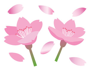 Cherry blossoms, representative spring flowers of April, 
4월의 대표적인 봄꽃 벚꽃송이들