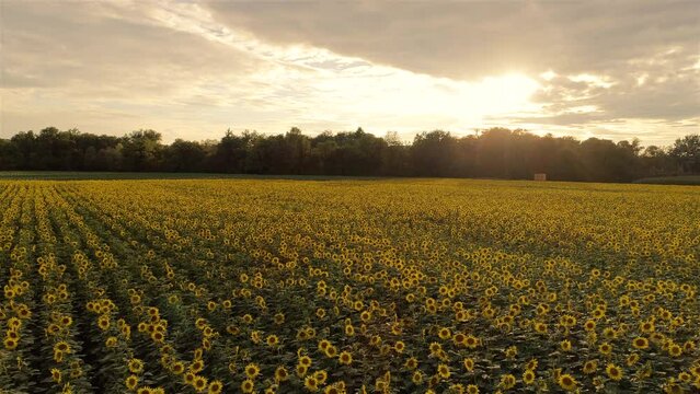 Kameraflug &uuml;ber grosse Feld voller Sonnenblumen. Tief stehende Sonne und Wald im Hintergrund. Warmes Licht sorgt f&uuml;r eine &auml;therische Stimmung.