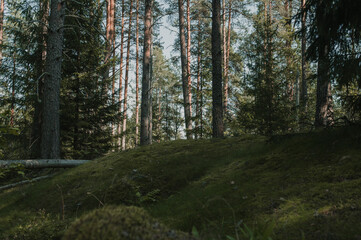 dark mysterious forest with moss and pine trees. Exploing the woods.