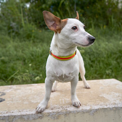 Jack Russell Terrier