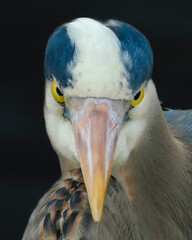 Blue Herons Eyes