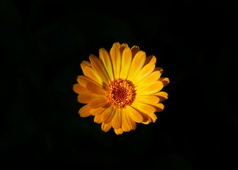 Yellow close-up flower on black background. Flower isolated on black background.