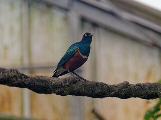 Superb starling slooking up from a branch