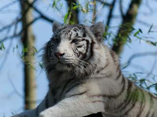 white tiger portrait on a platform