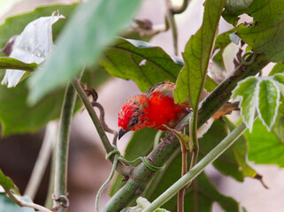 red fody looking down perched on a branch