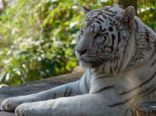 white tiger resting on a platform