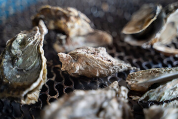 Grilled fresh oyster in Taiwan, famous street food.