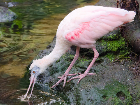 pink spatula drinkin in a pond