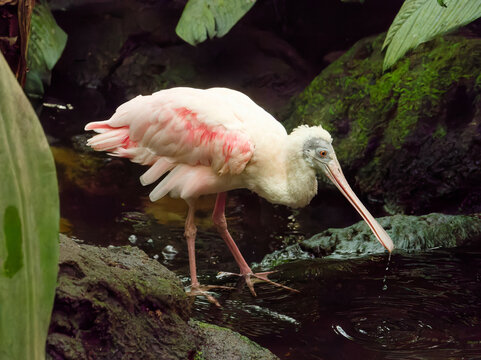 pink spatula drinkin in a pond - Powered by Adobe