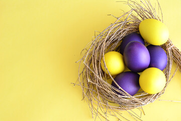A yellow background with purple and yellow eggs in a nest isolated, close-up