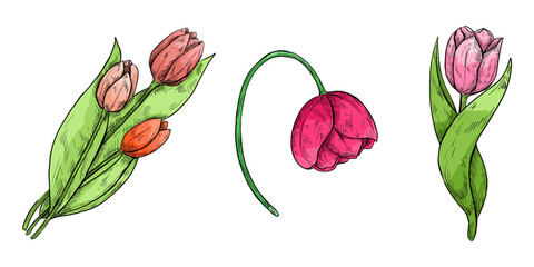 Hand drawing tulips. Mother's day. Botanical line drawing