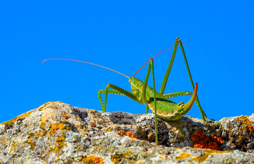 Predatory bush cricket, or the spiked magician (Saga pedo, Orthoptera), largest endangered...