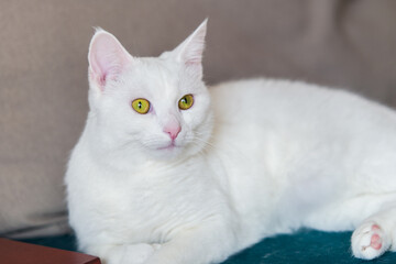 cute young white cat is lying on the couch. horizontal, blurred background