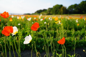 ポピー、オレンジ、だいだい、オレンジ色、花、花畑、沢山、一面、可愛い、春、鴻巣、ポピー畑、植物、自然、お花、空、野外、青空、広い、美しい、綺麗、可憐、こうのす、埼玉、日本、5月、初夏、クローズアップ、風景、景色、背景、カラフル、カラー、色とりどり、緑、葉、夕方、夕景、黄色、