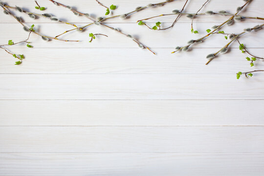 Willow branches and spring branches with leaves on white wooden background, copy space. Background for text congratulations
