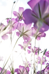 むぎなでしこ、アグロステンマ、麦なでしこ、麦撫子、紫、花、花畑、沢山、一面、可愛い、春、鴻巣、植物、自然、お花、空、野外、青空、広い、美しい、綺麗、可憐、こうのす、埼玉、日本、5月、初夏、クローズアップ、風景、景色、背景、カラフル、カラー、色とりどり、緑、葉、夕方、夕景、黄色、光、逆光、幻想的、紫の花、なでしこ、