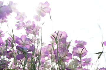 むぎなでしこ、アグロステンマ、麦なでしこ、麦撫子、紫、花、花畑、沢山、一面、可愛い、春、鴻巣、植物、自然、お花、空、野外、青空、広い、美しい、綺麗、可憐、こうのす、埼玉、日本、5月、初夏、クローズアップ、風景、景色、背景、カラフル、カラー、色とりどり、緑、葉、夕方、夕景、黄色、光、逆光、幻想的、紫の花、なでしこ、