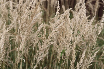 Fototapeta premium Common bent meadow grass, Agrostis capillaris.