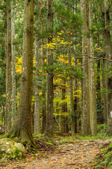 日本　福井県三方上中郡若狭町にあるの若狭瓜割名水公園の森中にある瓜割の滝へと向かう道