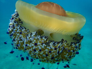 Mediterranean jellyfish or fried egg jellyfish, Mediterranean jelly (Cotylorhiza tuberculata)...