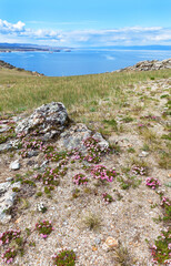 Fototapeta na wymiar Baikal Lake. Springtime on Olkhon Island. The wild flowers of pink saxifrage bloom on the coastal hillsides on a sunny may day. Natural background. Spring travel, hike and outdoor recreation