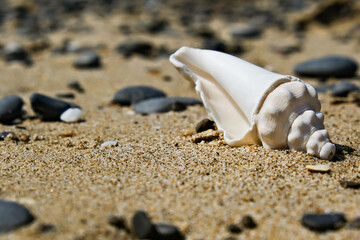 A sea white seashell close-up on the wet sand.