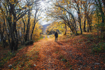A tourist with a backpack alone in the autumn forest. Take a walk through the amazing autumn forest with bright yellow foliage. Autumn landscape with tall trees and warm light illuminating.